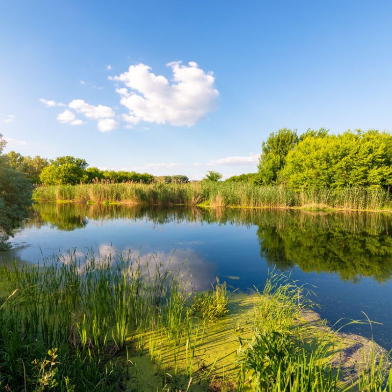 Sunny day on a calm river in summer