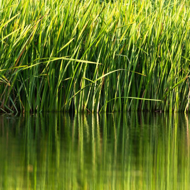 reeds-and-reflections-in-water-2025-10-06-10-18-15-utc copy